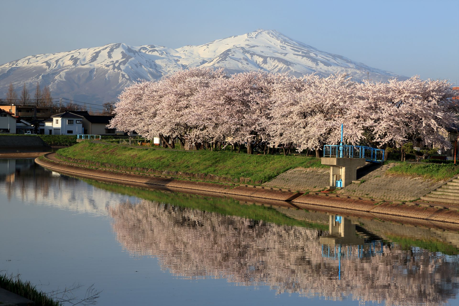 新井田川と鳥海山の桜