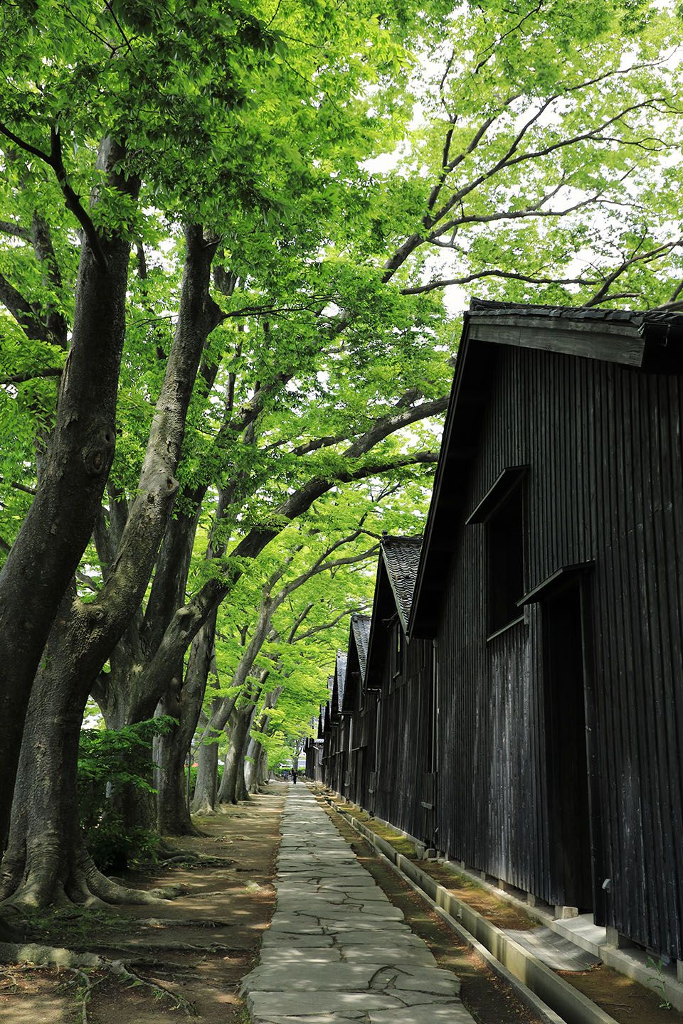 山居倉庫の新緑